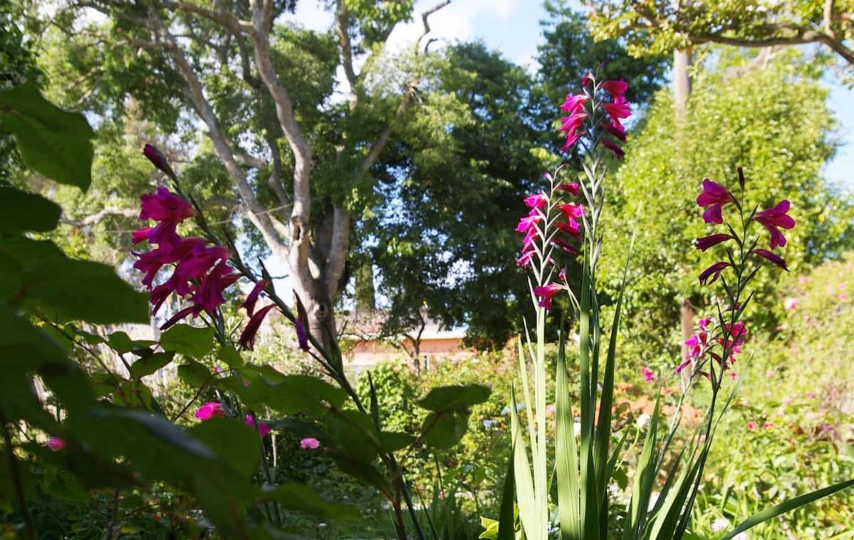 Vila Garden House In Corfu Corfu  Exteriér fotografie